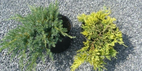 Juniper horizontalni zlatni tepih